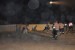 mutne 24.1.2010 017.jpg